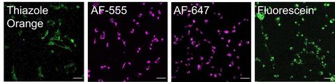 peptide in cells